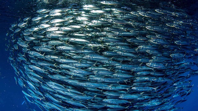İklim değişikliğine uyum: Marmara Denizi pelajik balıkçılığının geleceği