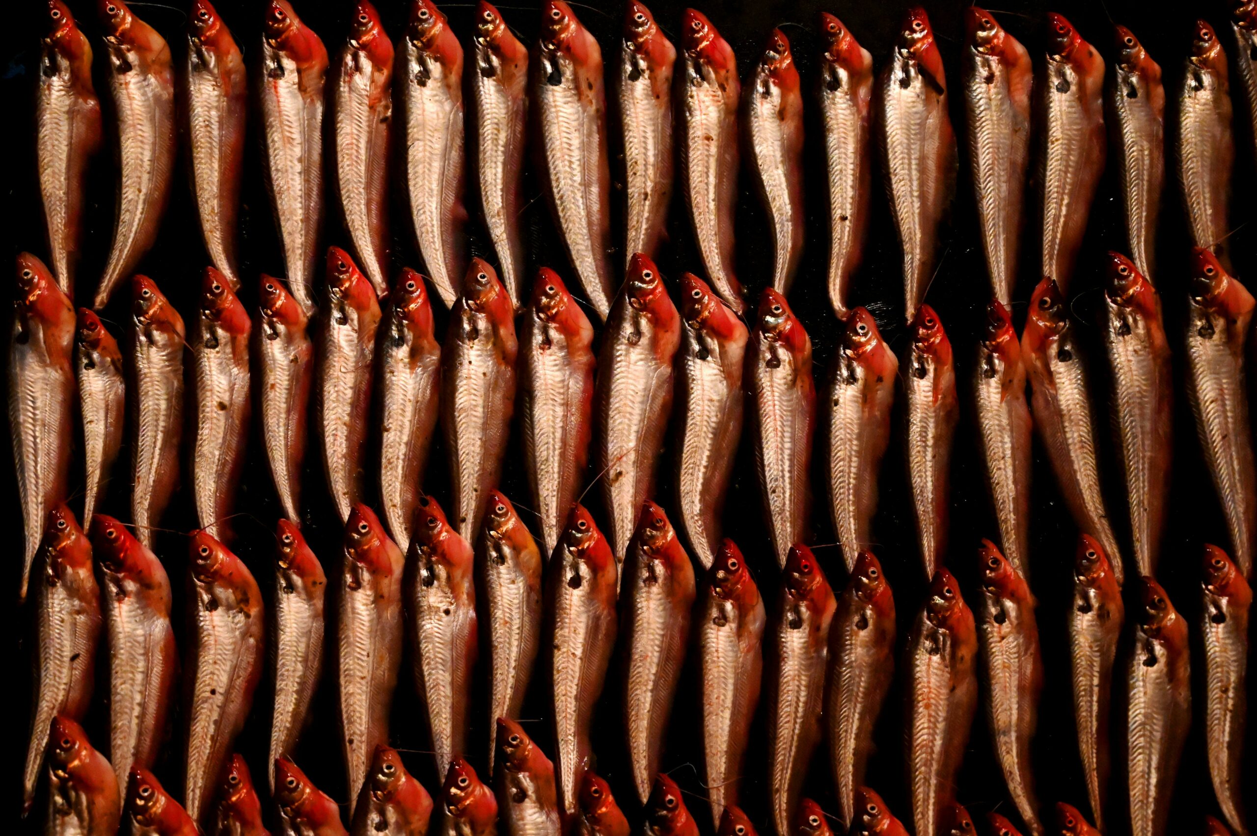 Photo by Mumtahina Tanni: https://www.pexels.com/photo/anchovies-laid-in-rows-6683132/